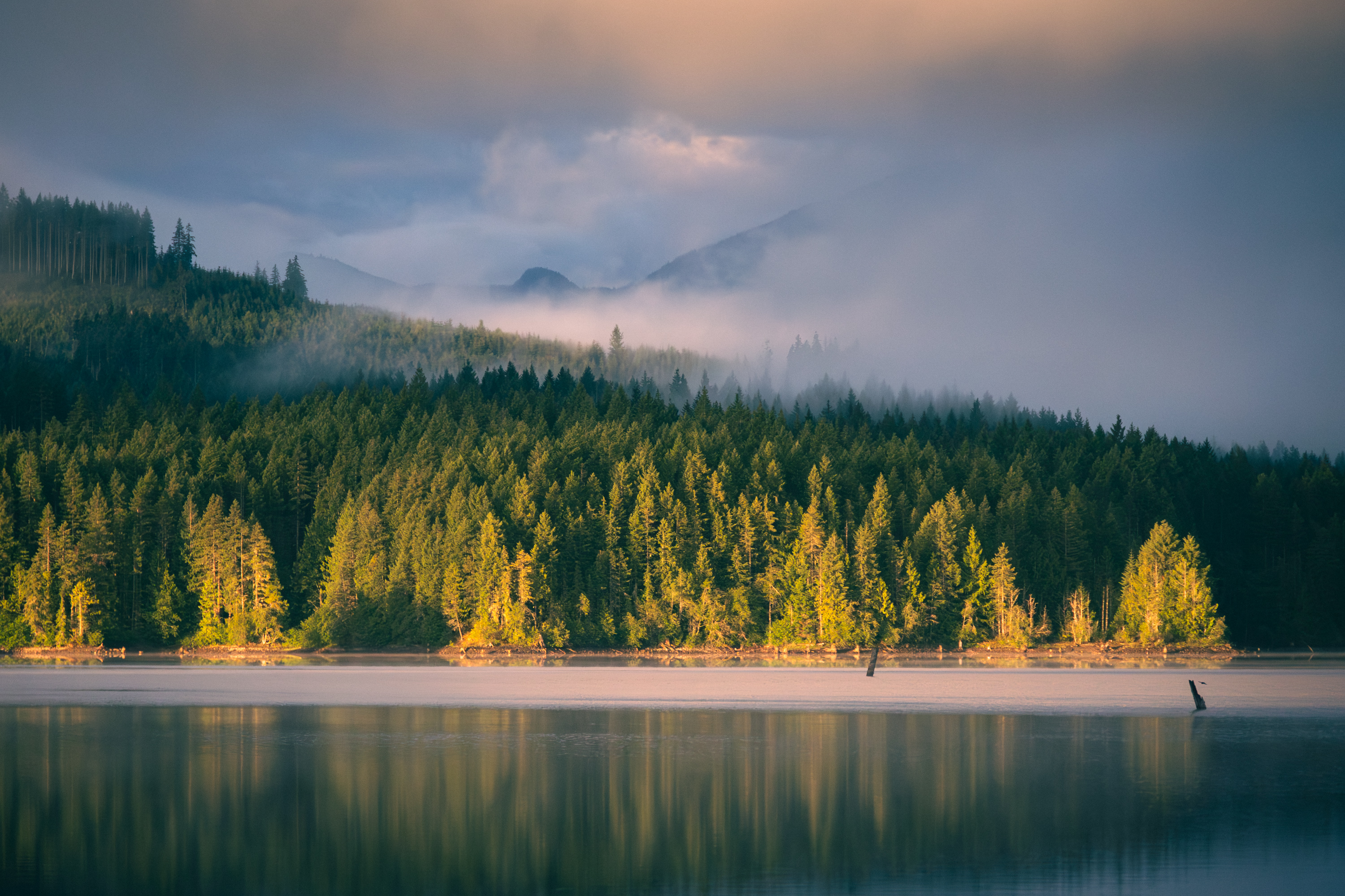 Early morning mist over Campbell Lake, golden conifers reflected in still water