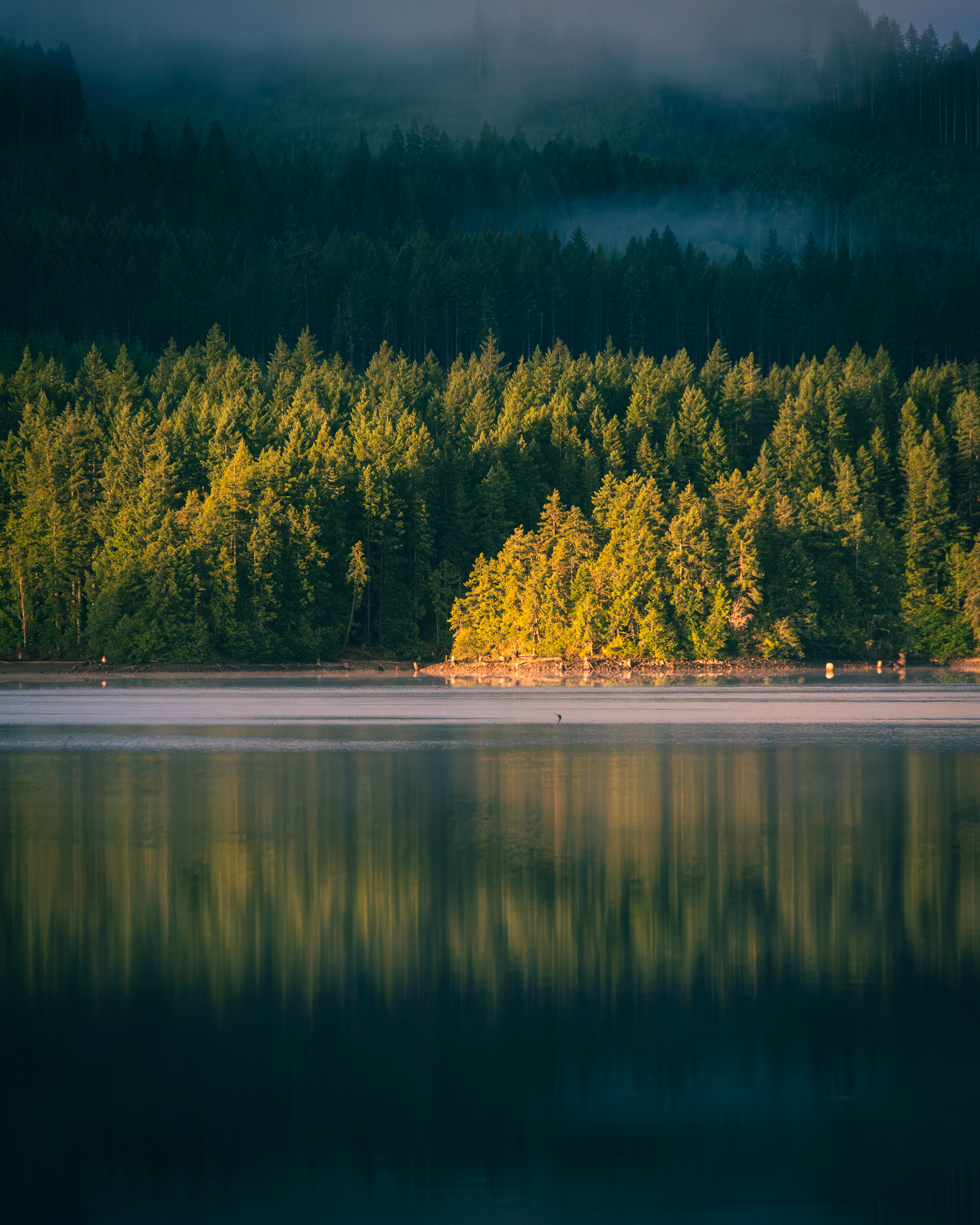 Dawn light catching a cluster of firs at Campbell Lake, dark mist above